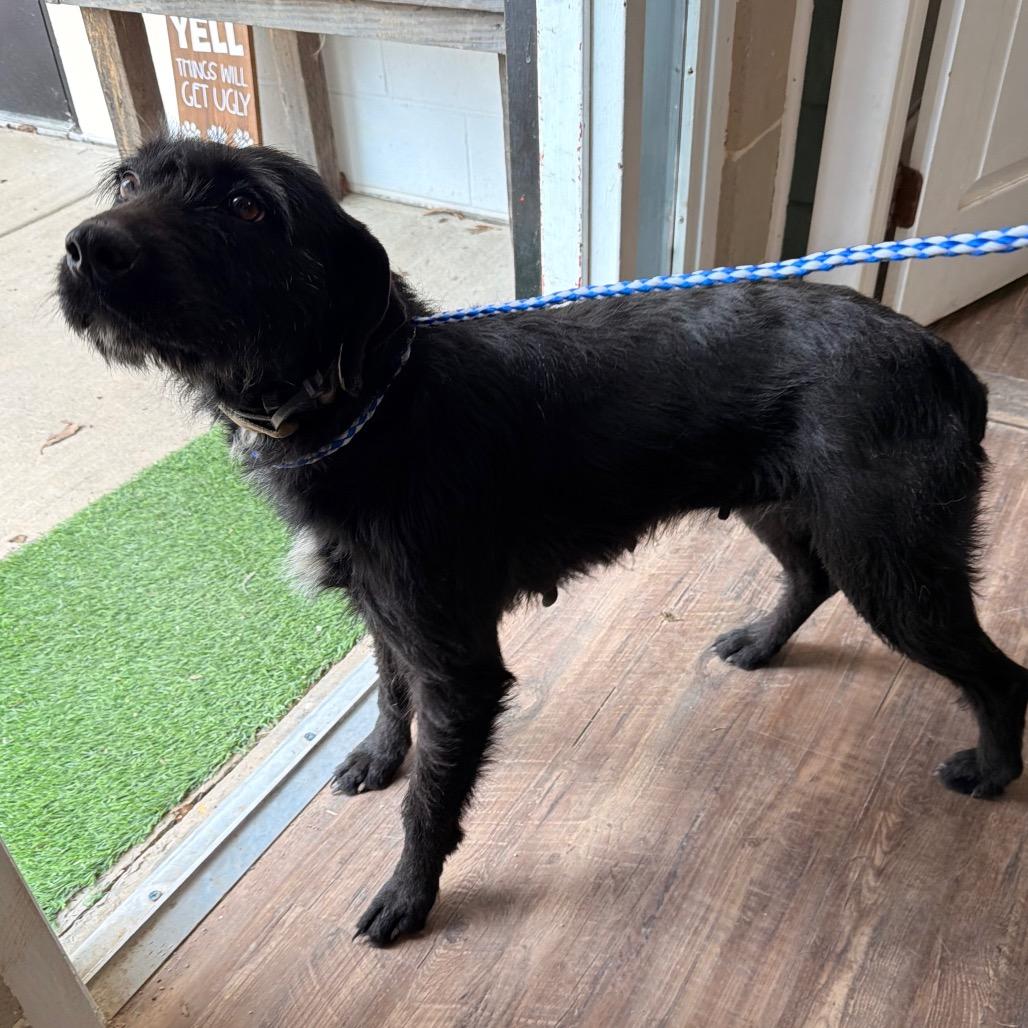 Enlarge Maggie, a Adoptable mixed breed in Evensville, TN image 2/4