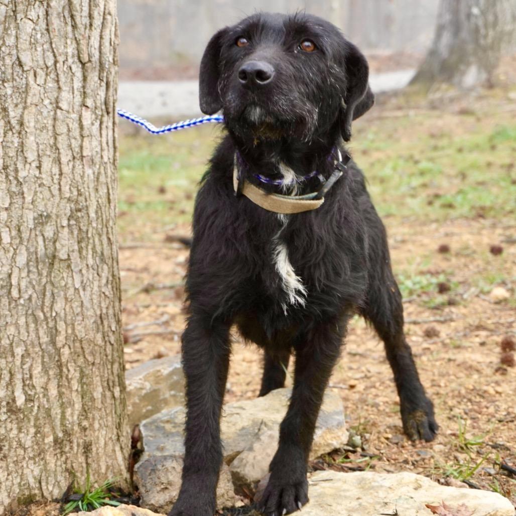 Enlarge Maggie, a Adoptable mixed breed in Evensville, TN image 4/4