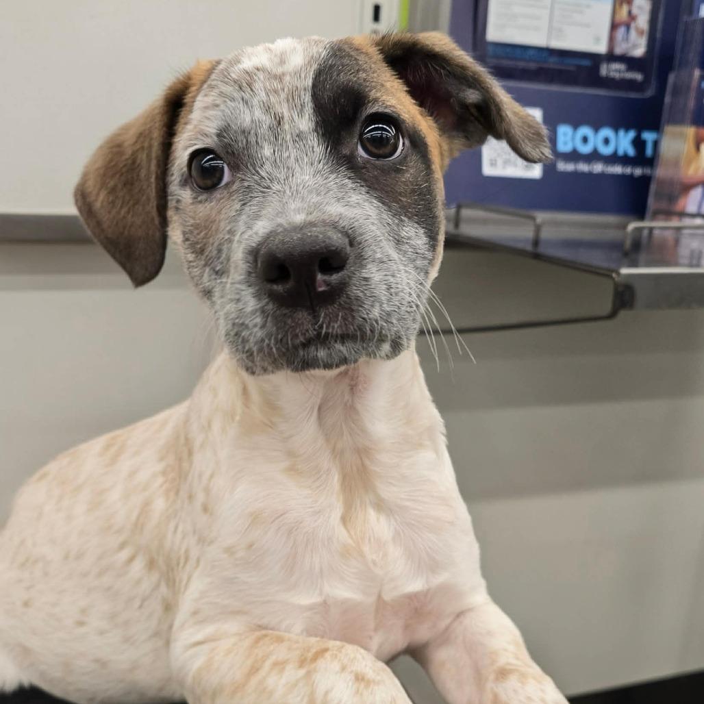 Lita, a Adoptable mixed breed in Olathe, KS image 1/6