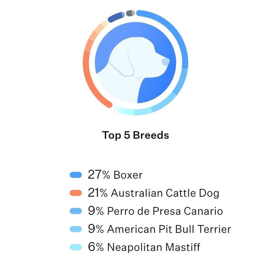 Lita, a Adoptable mixed breed in Olathe, KS image 2/6