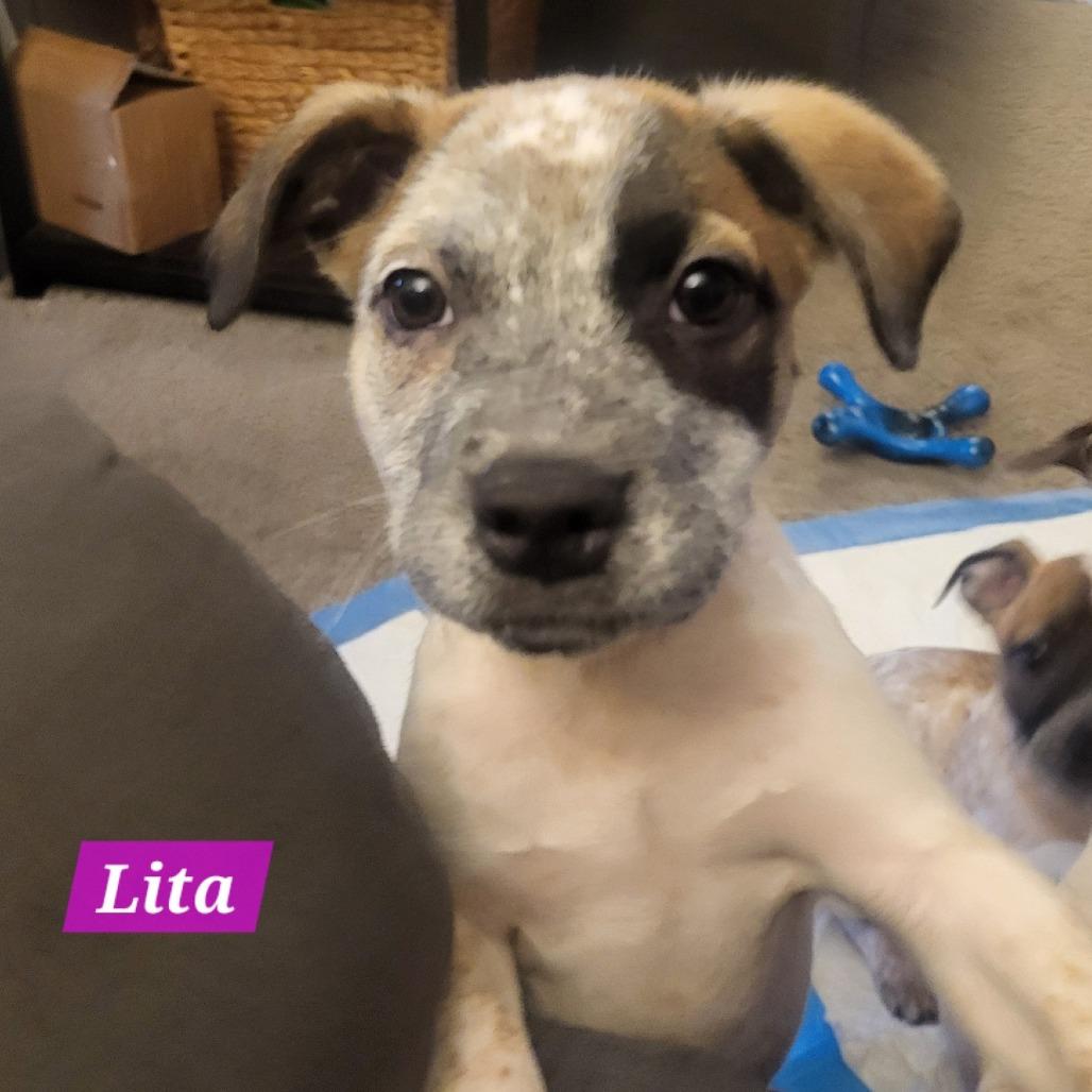 Lita, a Adoptable mixed breed in Olathe, KS image 4/6