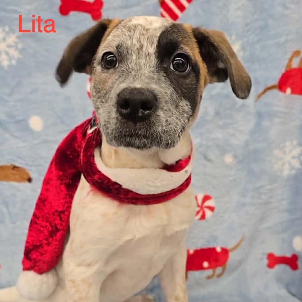 Enlarge Lita, a Adoptable mixed breed in Olathe, KS image 4/6