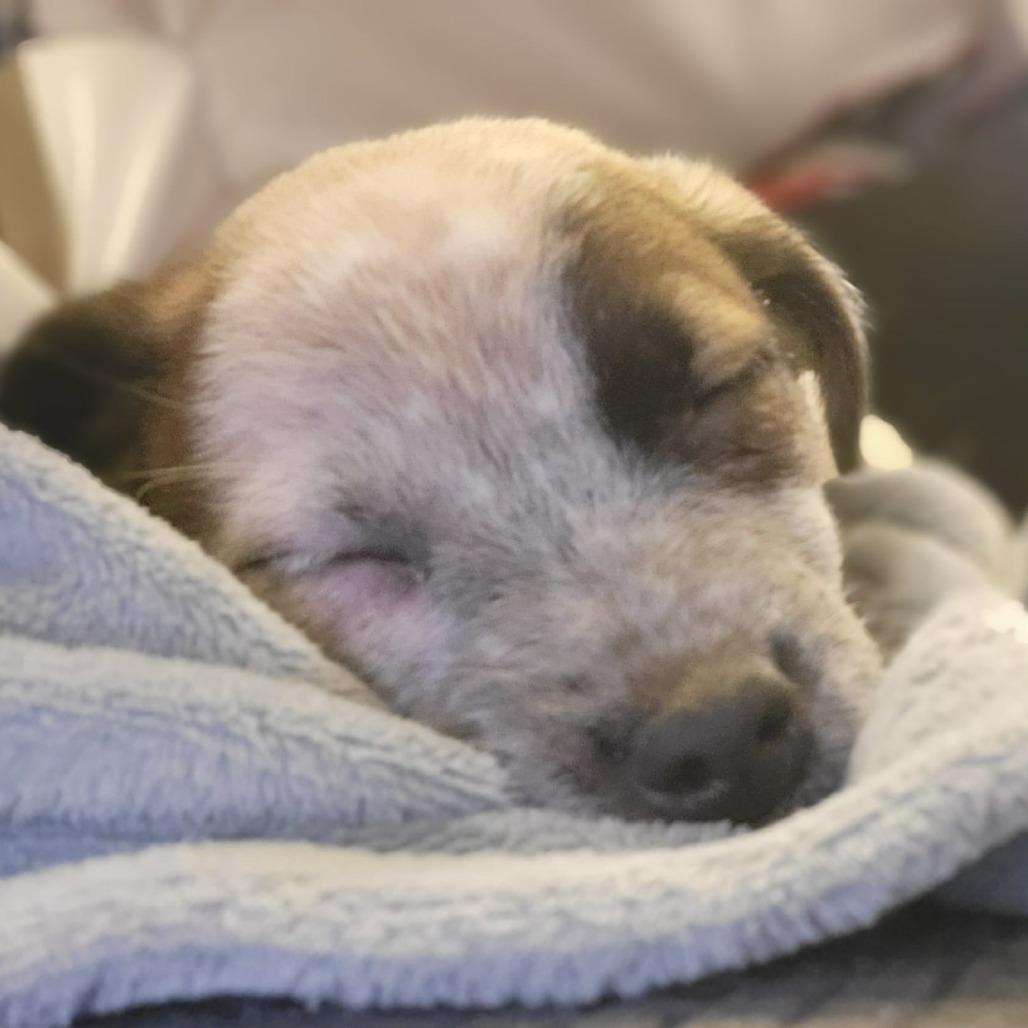 Lita, a Adoptable mixed breed in Olathe, KS image 5/6