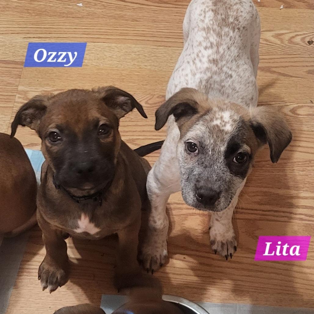 Lita, a Adoptable mixed breed in Olathe, KS image 6/6