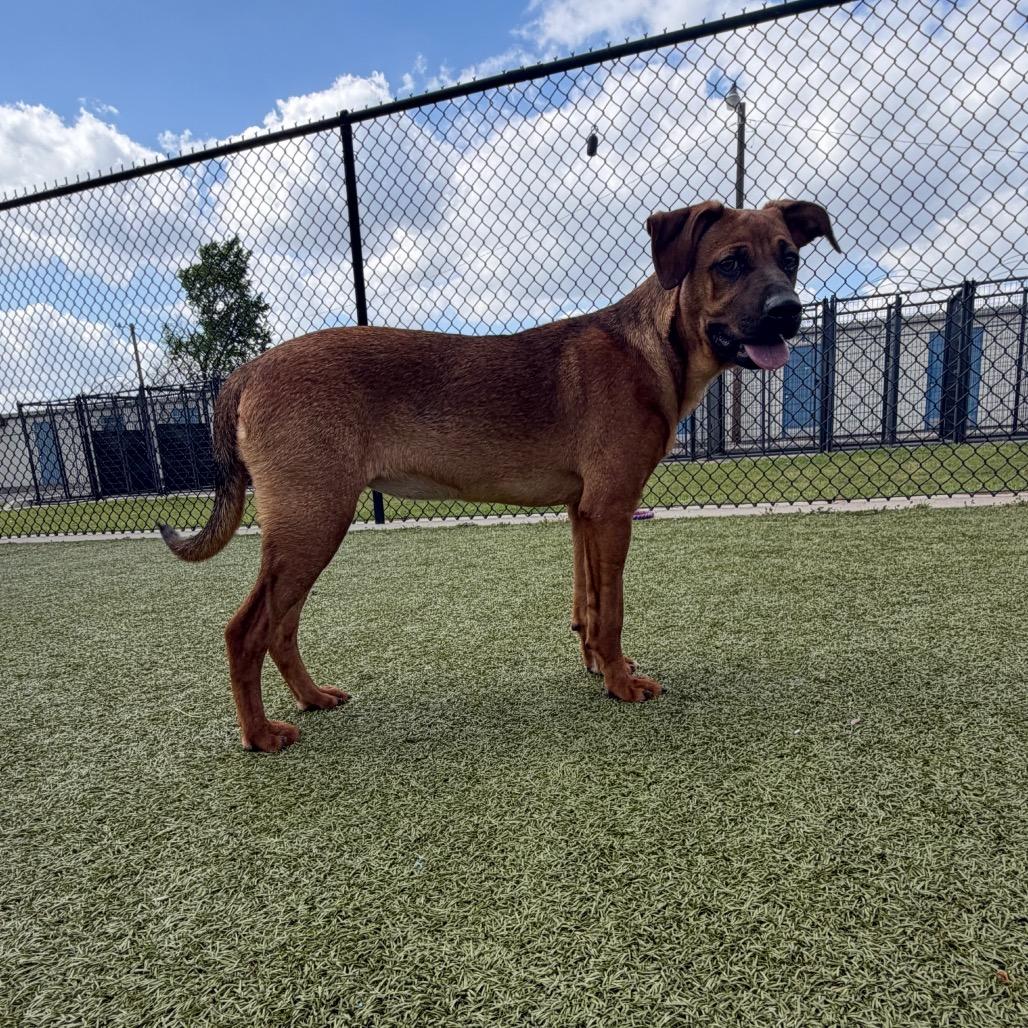 Nyx, Adoptable, Young Female Hound.