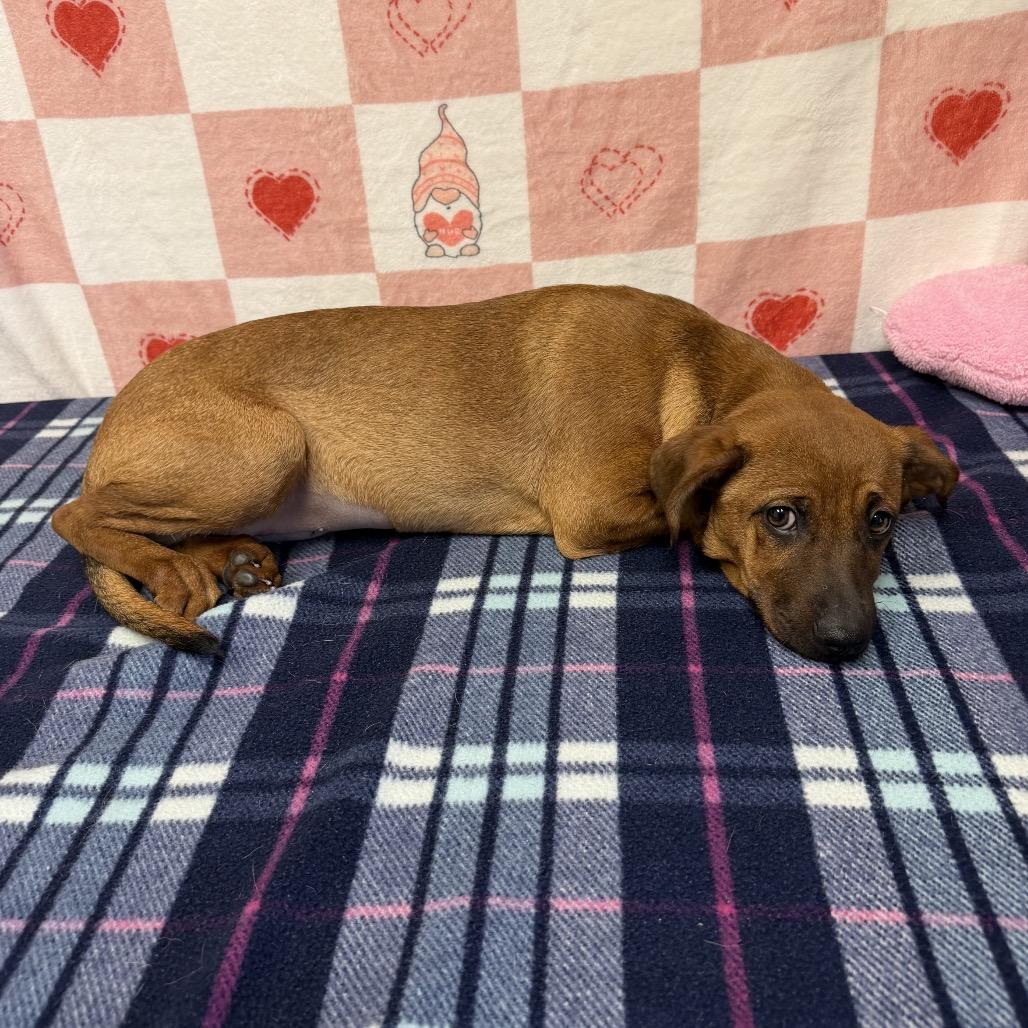 Enlarge Nyx, a Adoptable mixed breed in Bryan, TX image 1/3