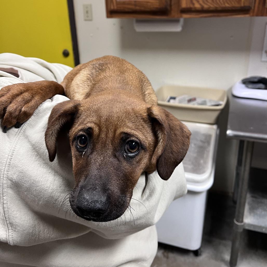 Enlarge Nyx, a Adoptable mixed breed in Bryan, TX image 2/3