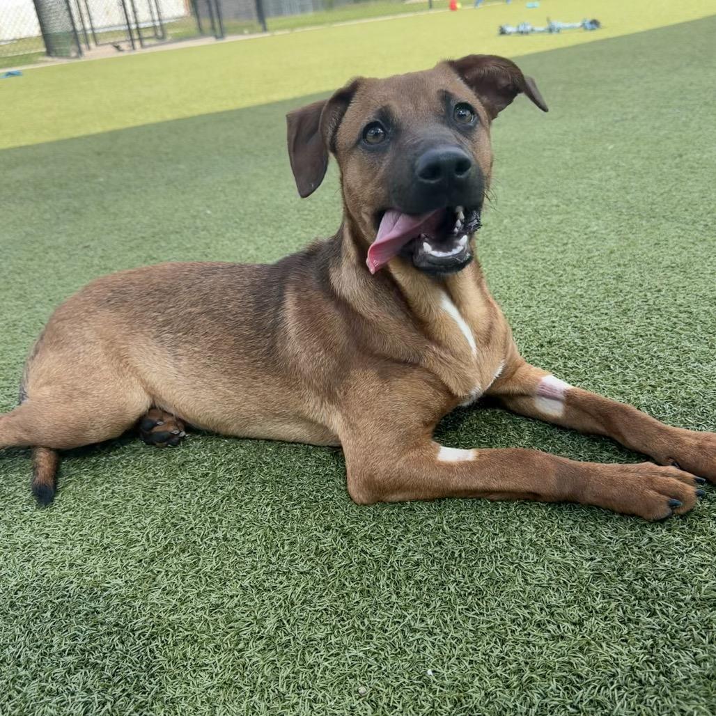 Enlarge Nyx, a Adoptable mixed breed in Bryan, TX image 2/4