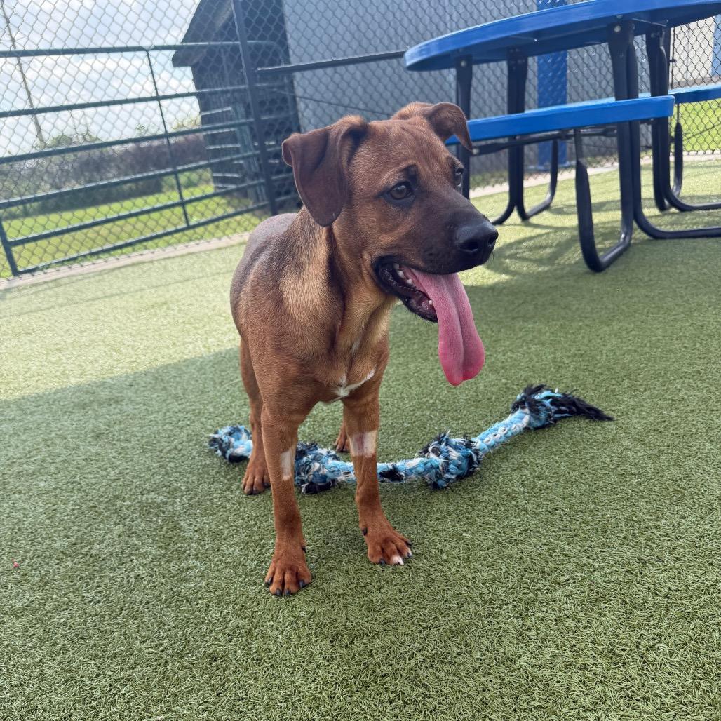 Enlarge Nyx, a Adoptable mixed breed in Bryan, TX image 3/4