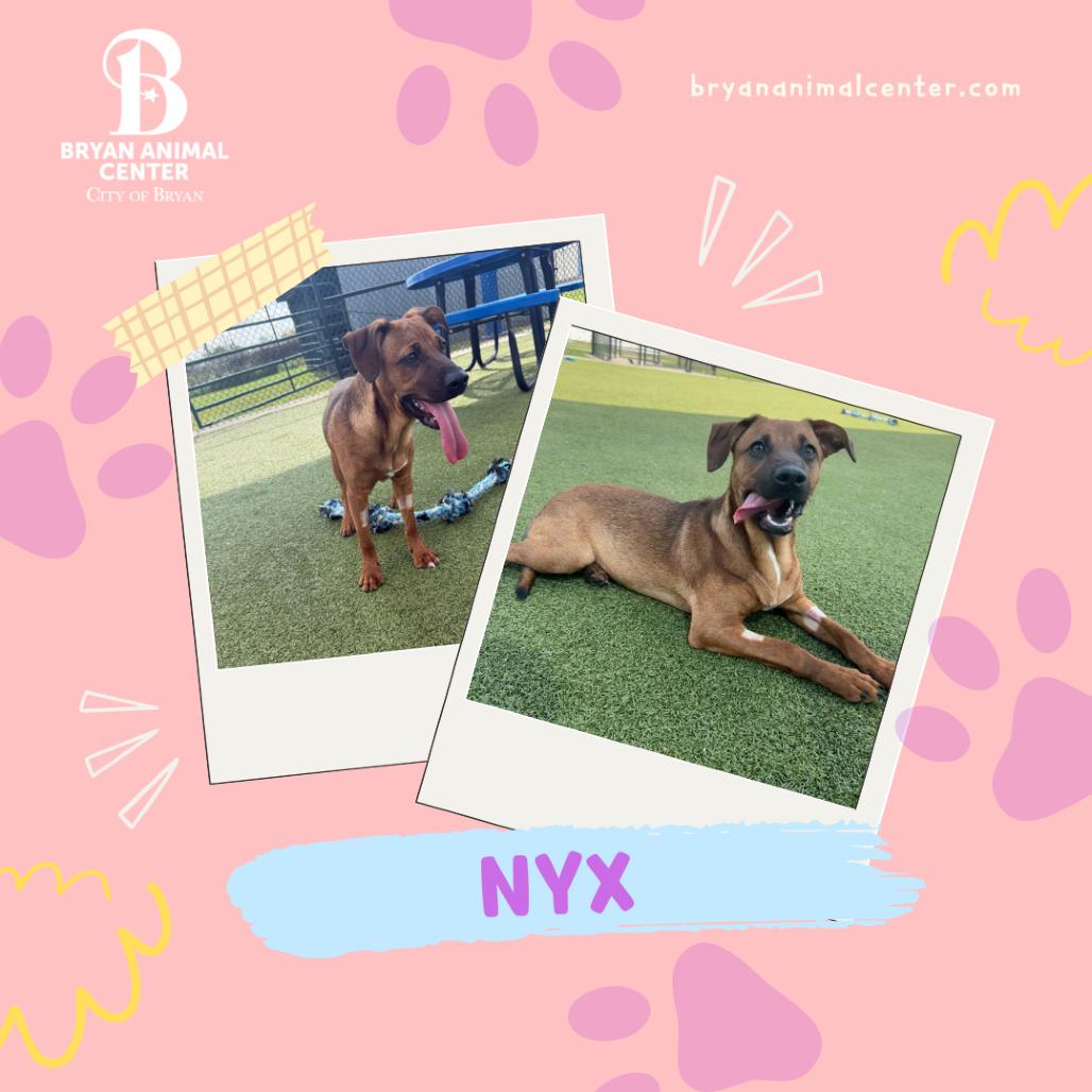 Enlarge Nyx, a Adoptable mixed breed in Bryan, TX image 4/4
