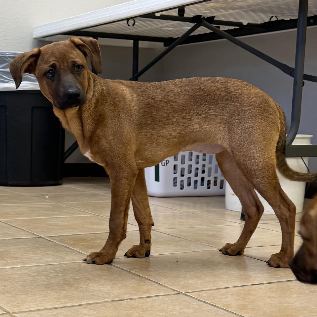 Enlarge Nyx, a Adoptable mixed breed in Bryan, TX image 3/3