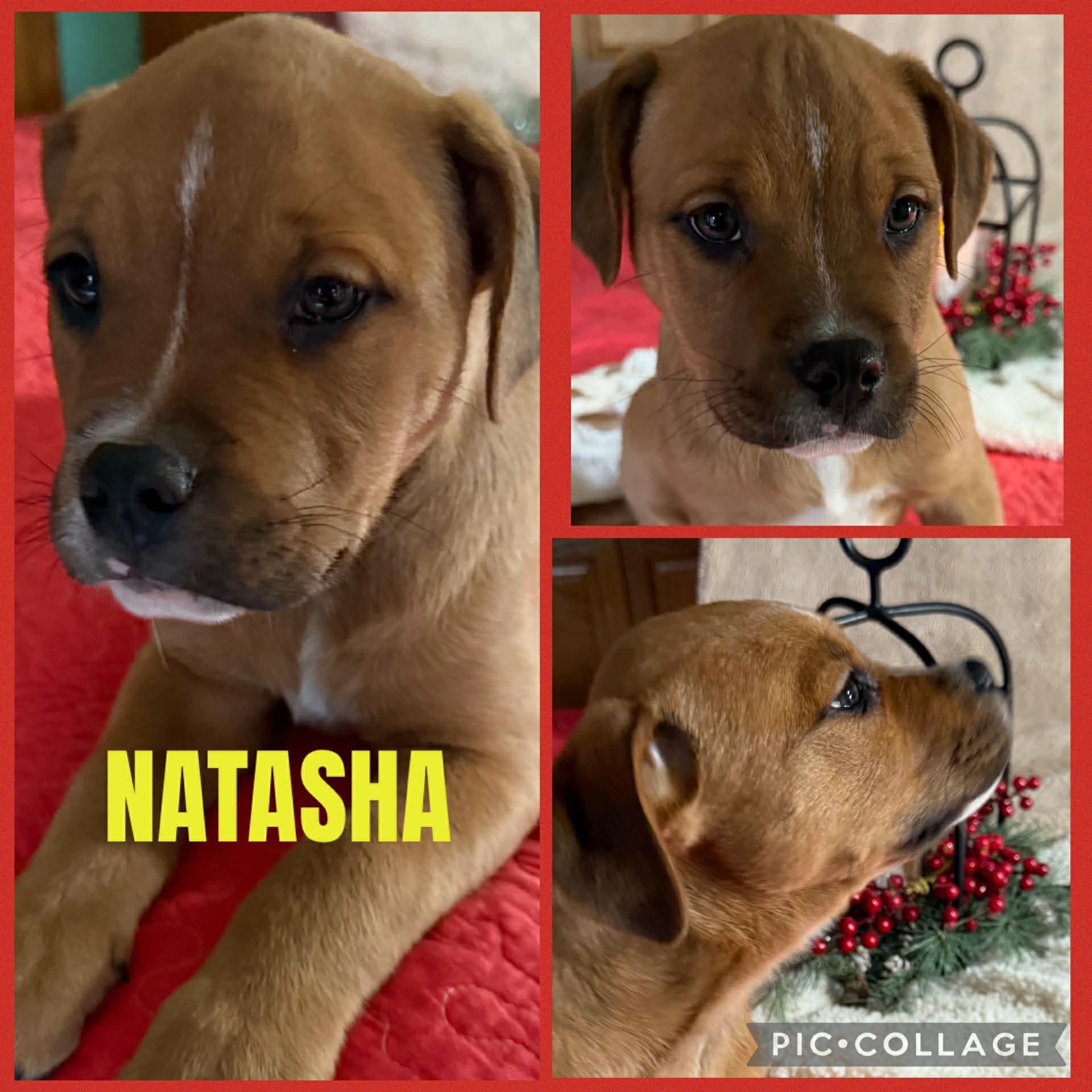 Enlarge Natasha, a Adoptable mixed breed in Saginaw, MI image 1/1