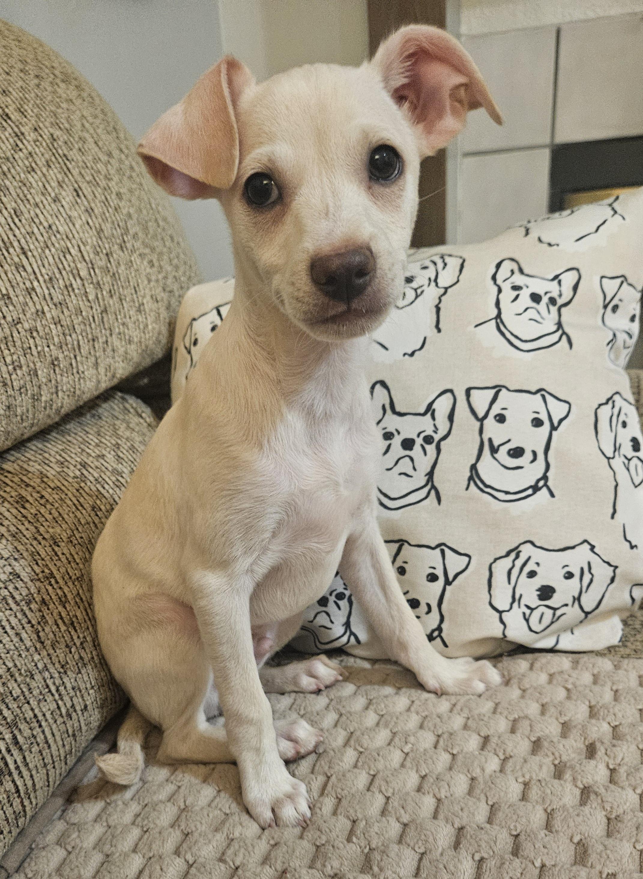 Luigi, adopted, Puppy Male Chihuahua & Greyhound.