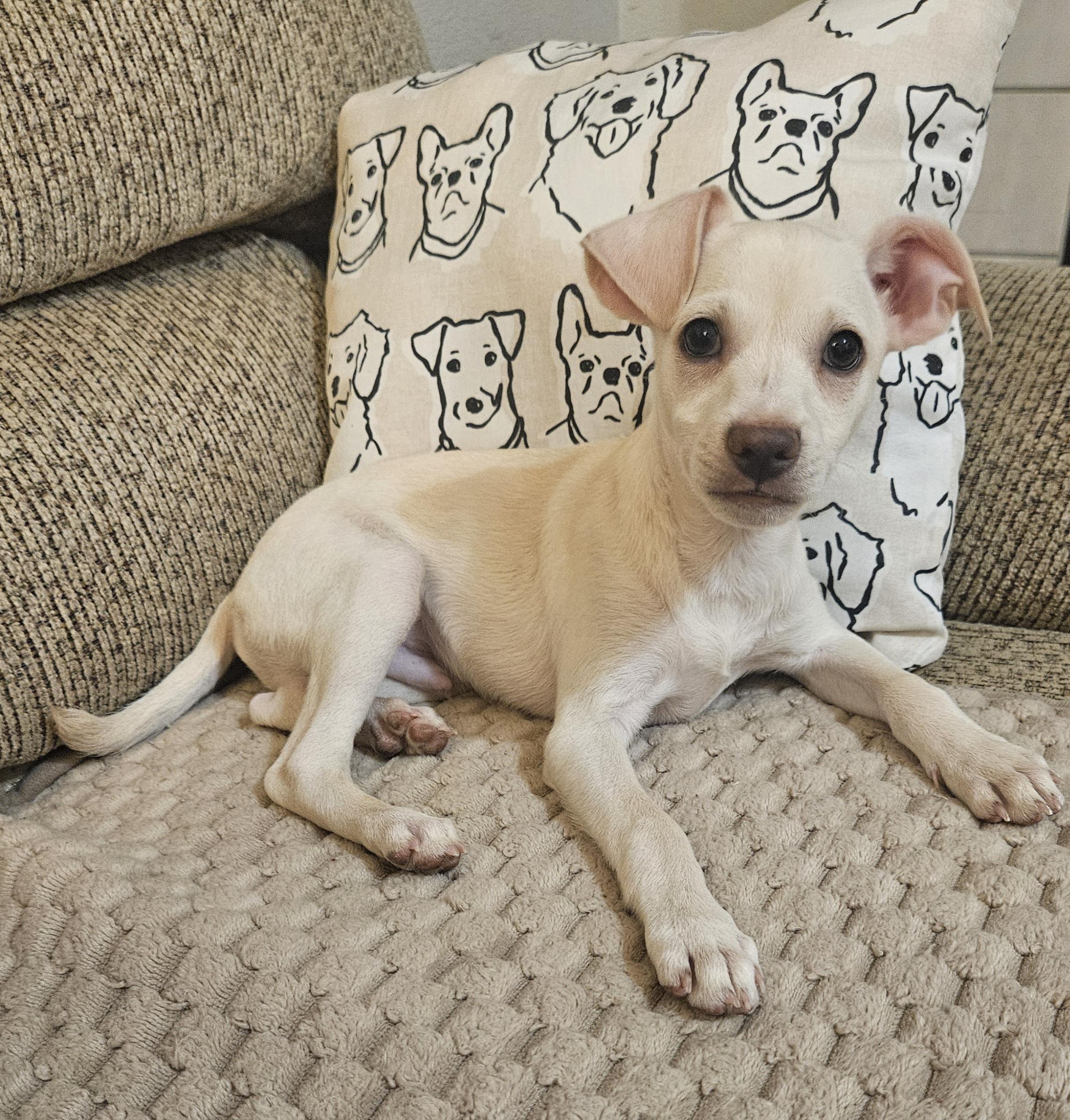 Enlarge Luigi, an adopted mixed breed in Galt, CA image 2/5
