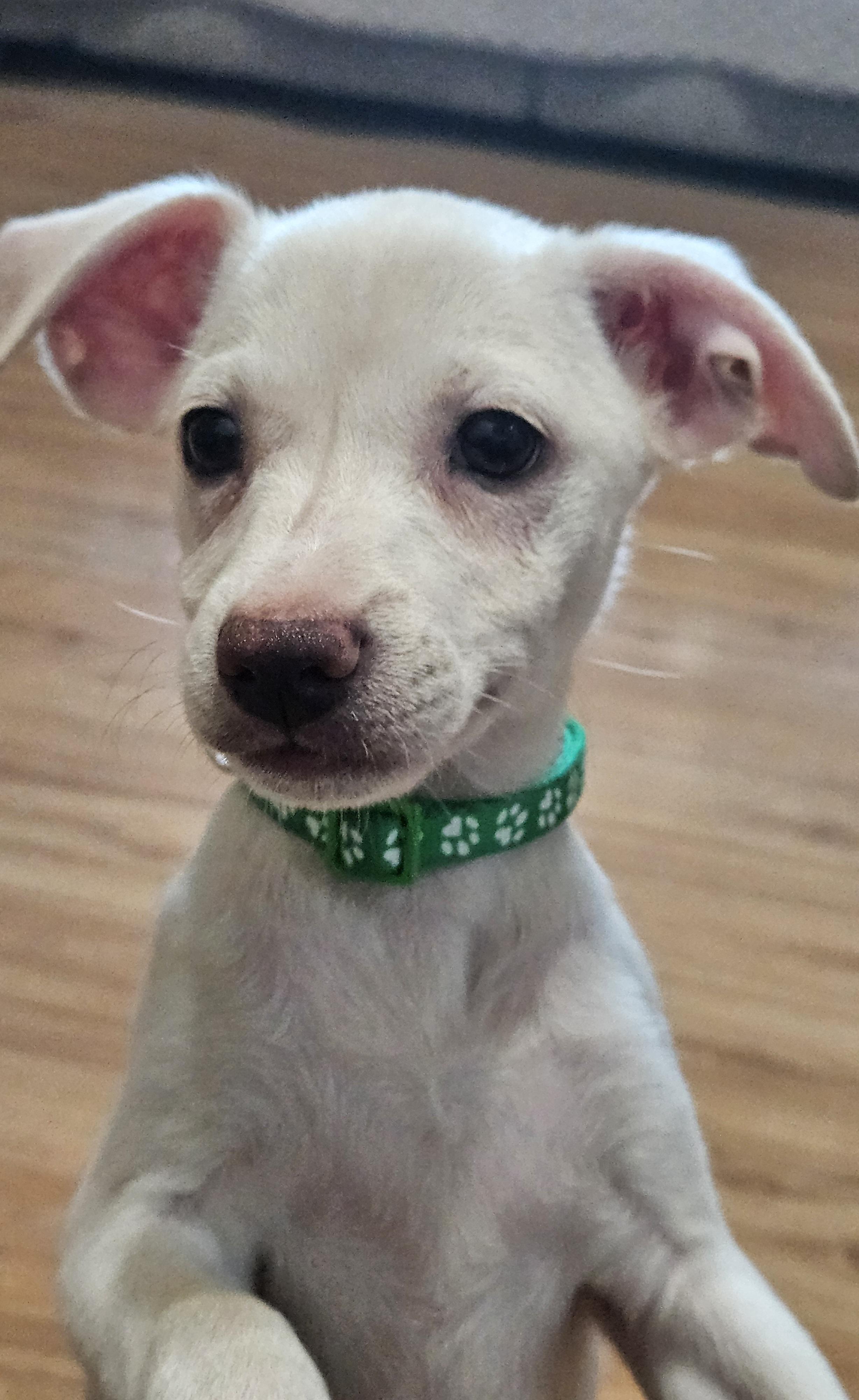 Enlarge Luigi, an adopted mixed breed in Galt, CA image 4/5