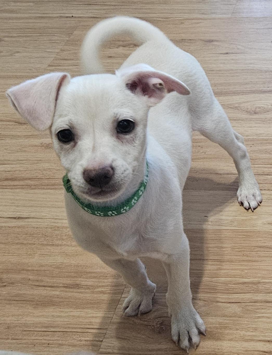 Enlarge Luigi, an adopted mixed breed in Galt, CA image 5/5