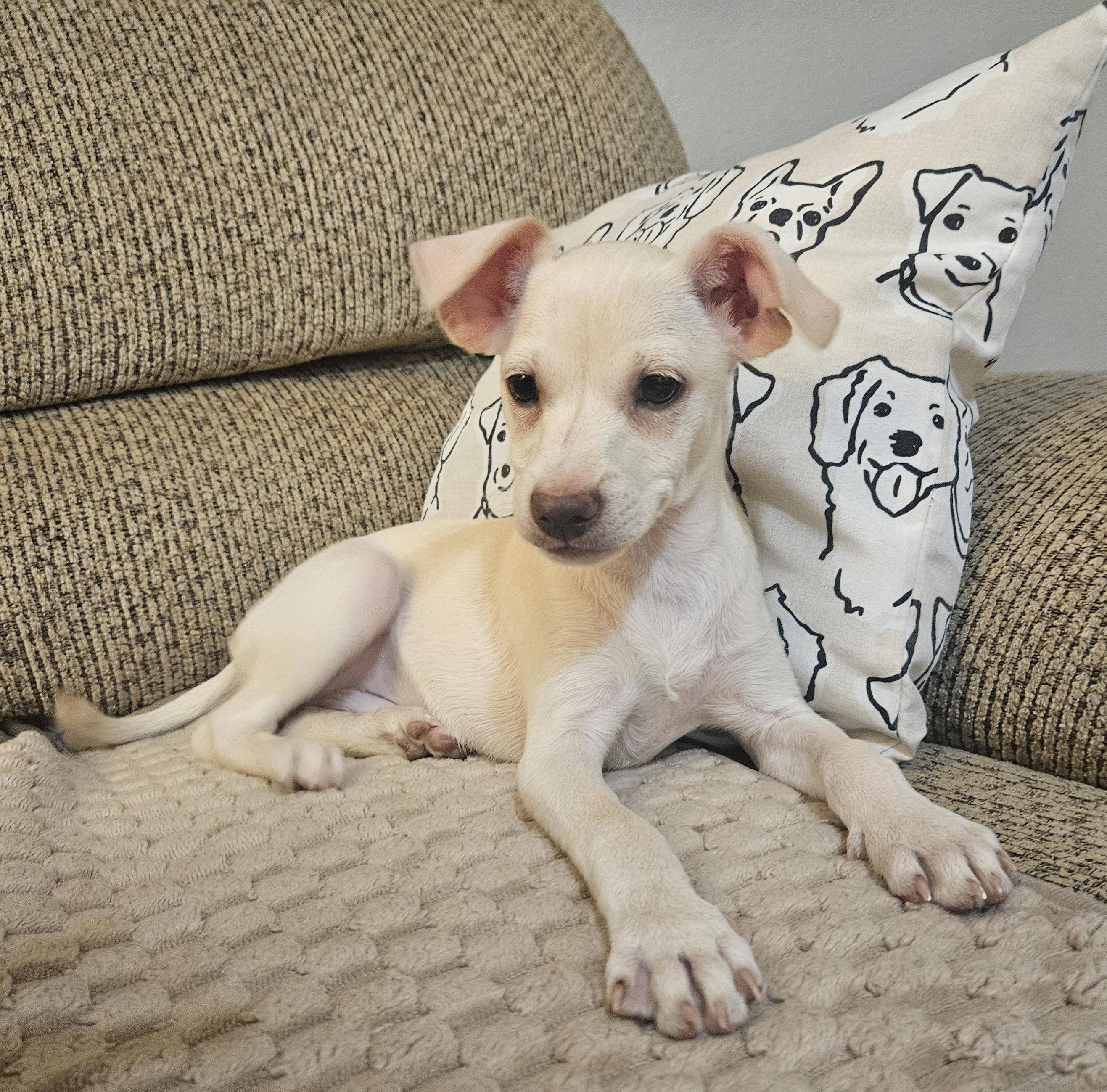 Enlarge Luigi, an adopted mixed breed in Galt, CA image 3/5