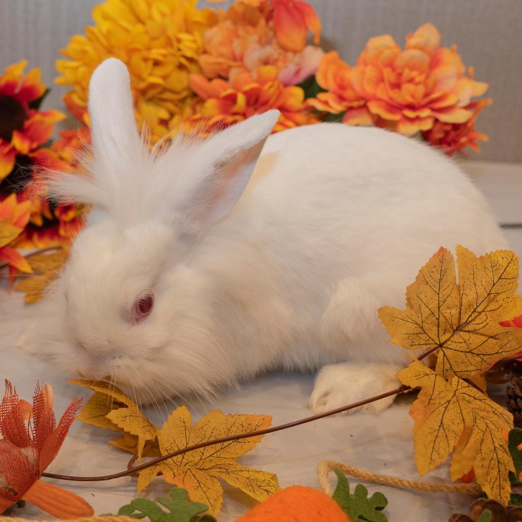 Enlarge Cream Cheese, a Adoptable Lionhead in Napa, CA image 1/1