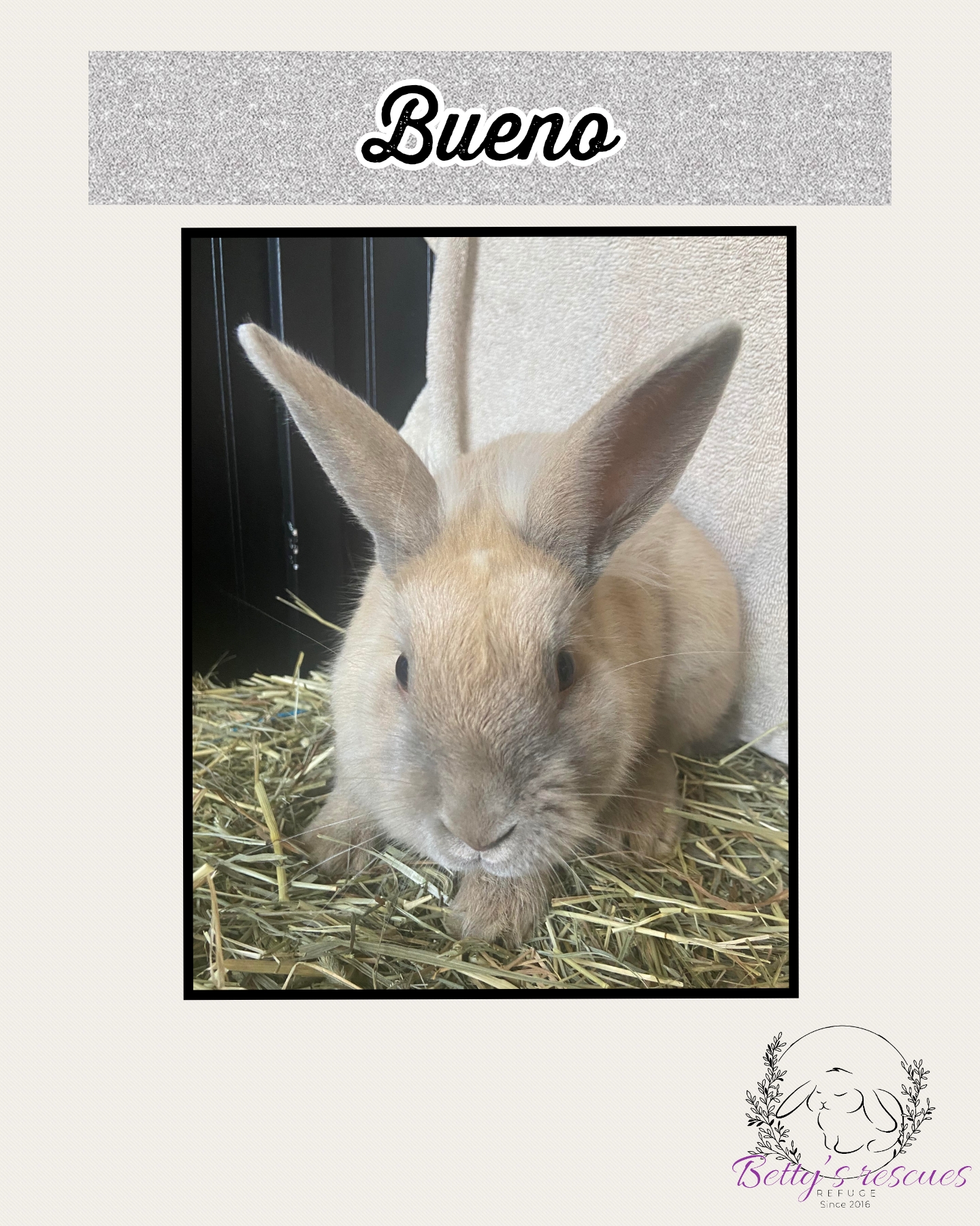 Bueno, Young Male Bunny Rabbit