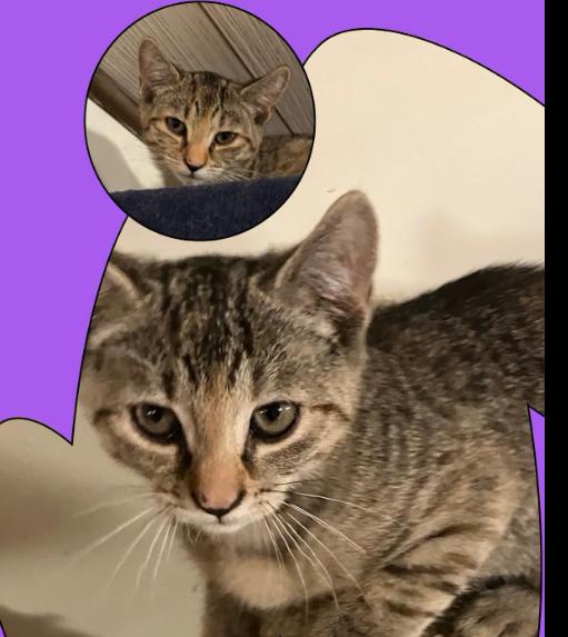 Hermione, Adoptable, Young Female Domestic Short Hair.