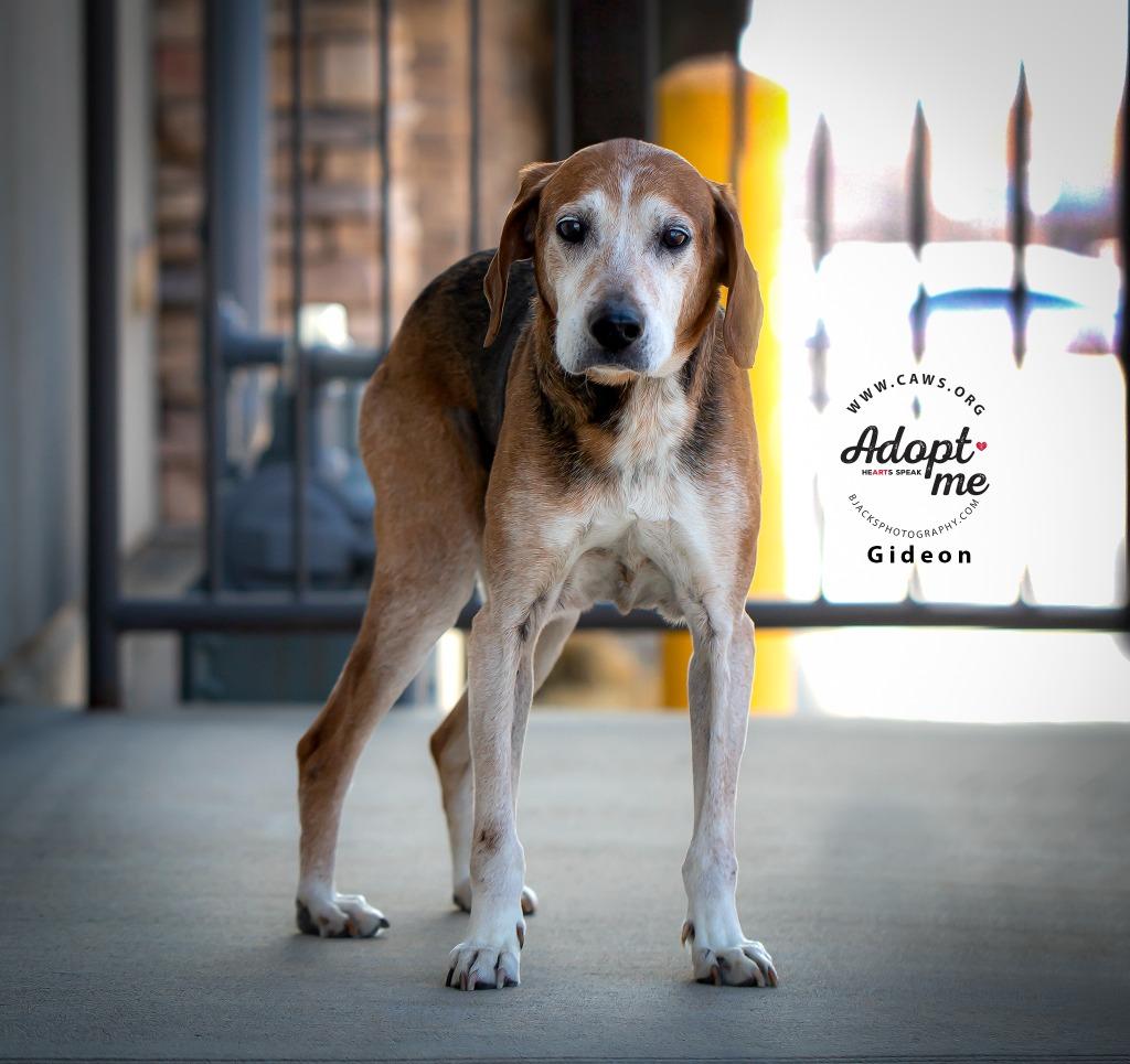 Gideon — thumbnail 2