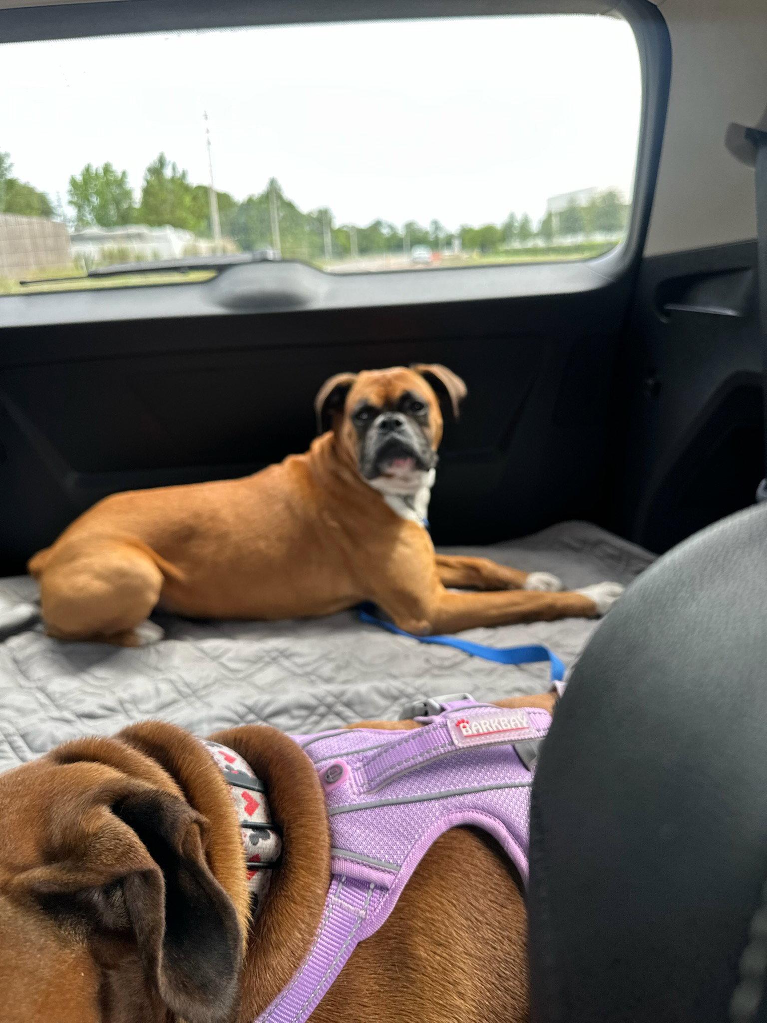 Chocolate F26-017, Adopted, Adult Male Boxer.