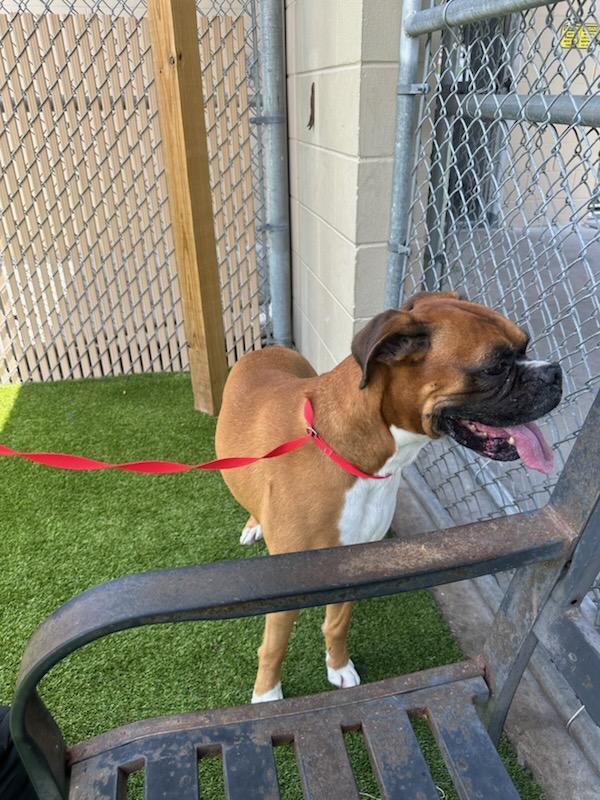 Enlarge Chocolate F26-017, a Adopted Boxer in Crestview, FL image 2/3