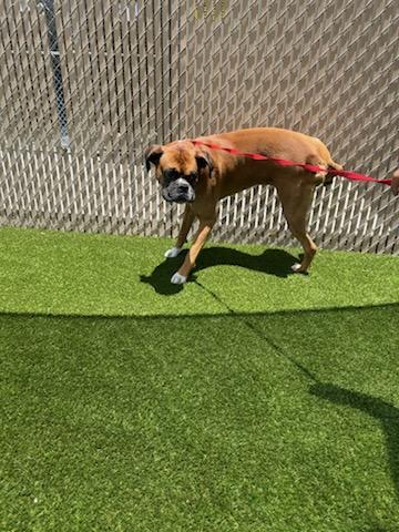 Enlarge Chocolate F26-017, a Adopted Boxer in Crestview, FL image 3/3