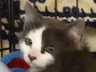 Kate, adopted, Young Female Domestic Short Hair.