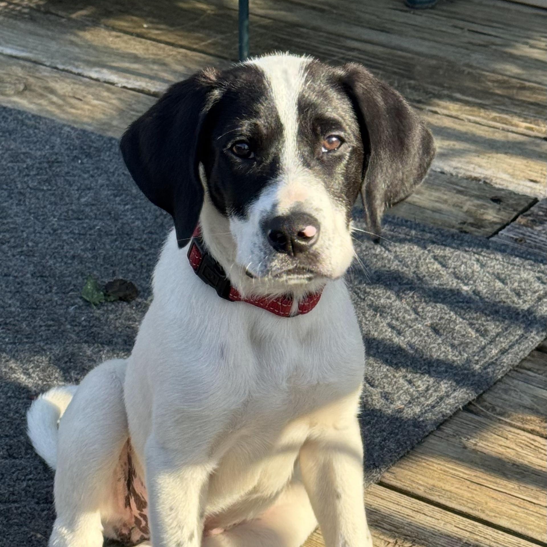 Maverick , adopted, Young Male Hound.