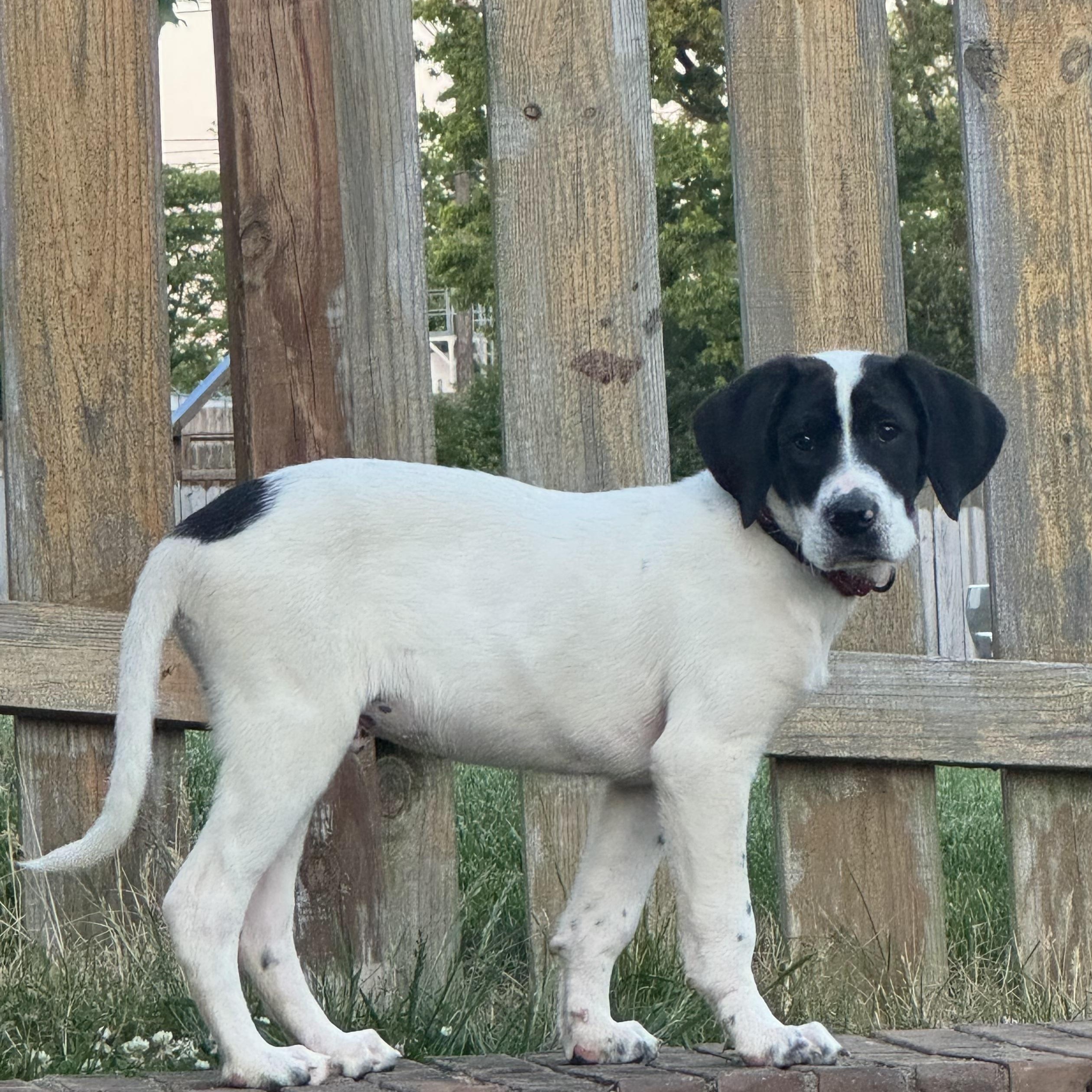 Enlarge Maverick , an adopted mixed breed in Lexington, KY image 4/5