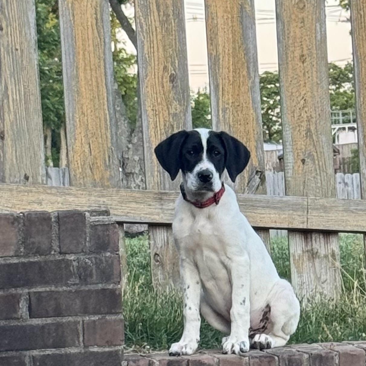 Enlarge Maverick , an adopted mixed breed in Lexington, KY image 2/5