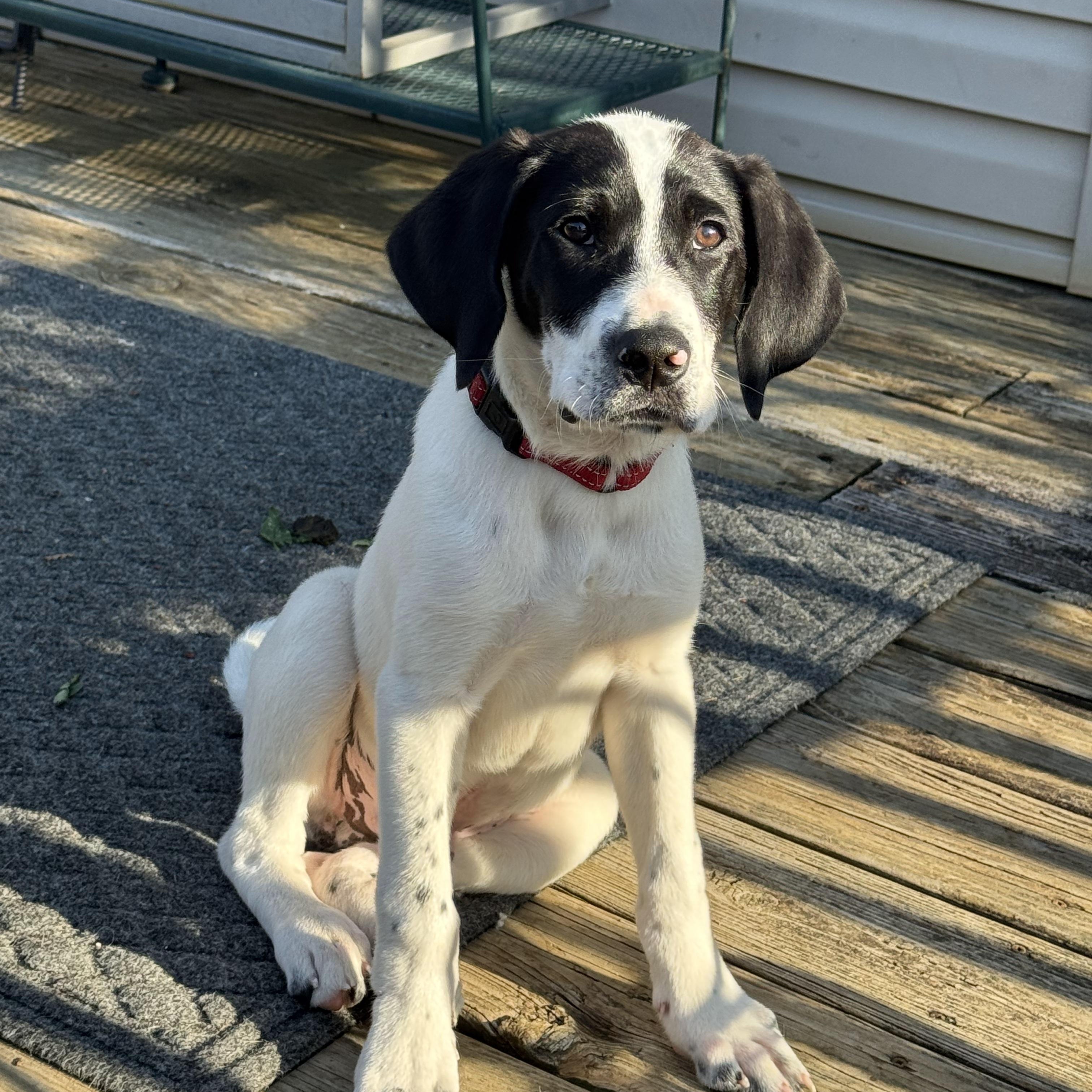 Enlarge Maverick , an adopted mixed breed in Lexington, KY image 5/5