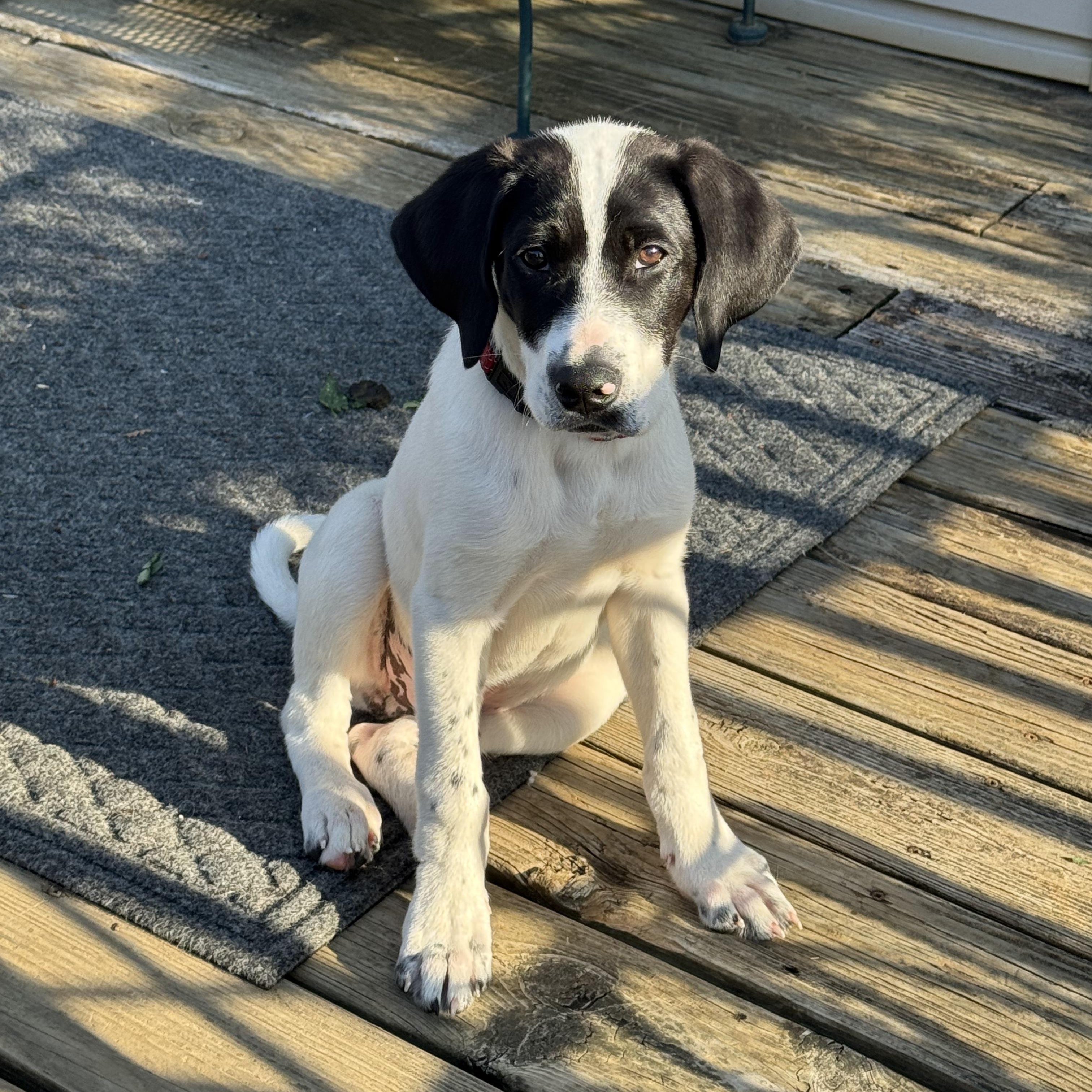 Enlarge Maverick , an adopted mixed breed in Lexington, KY image 3/5