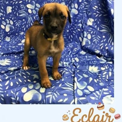 Eclair, ADOPTABLE, Puppy Female Belgian Shepherd / Malinois.