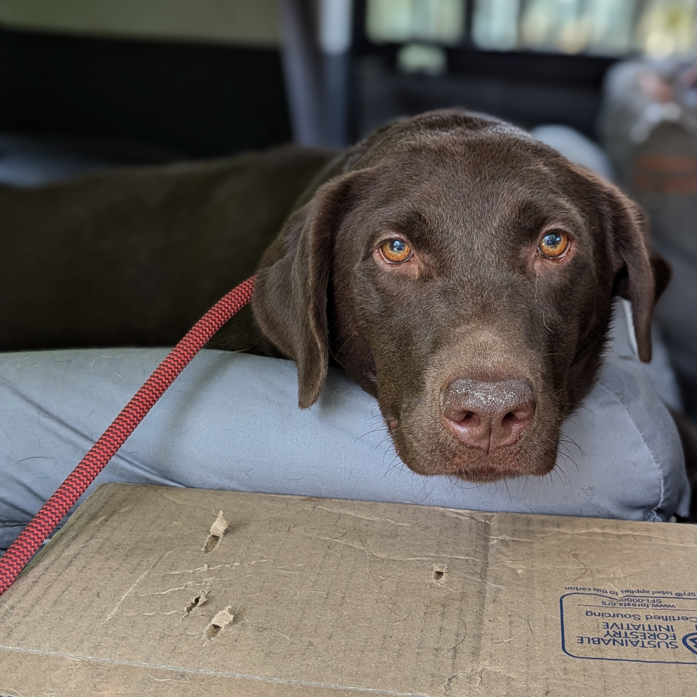 Dog for adoption Rosa, a Chocolate Labrador Retriever in Minneapolis