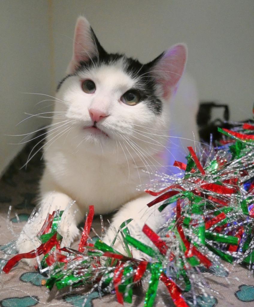 sm5 Voodoo, Adoptable, Young Male Domestic Short Hair.