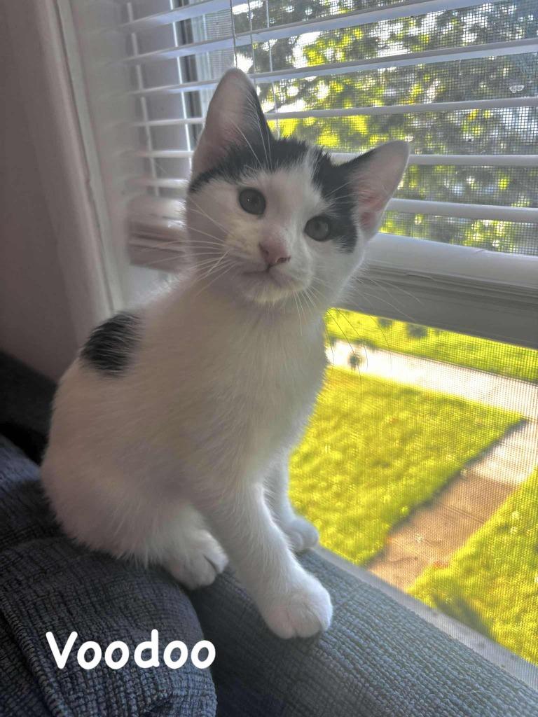 sm5 Voodoo, a Adoptable mixed breed in Ashland, WI image 2/2