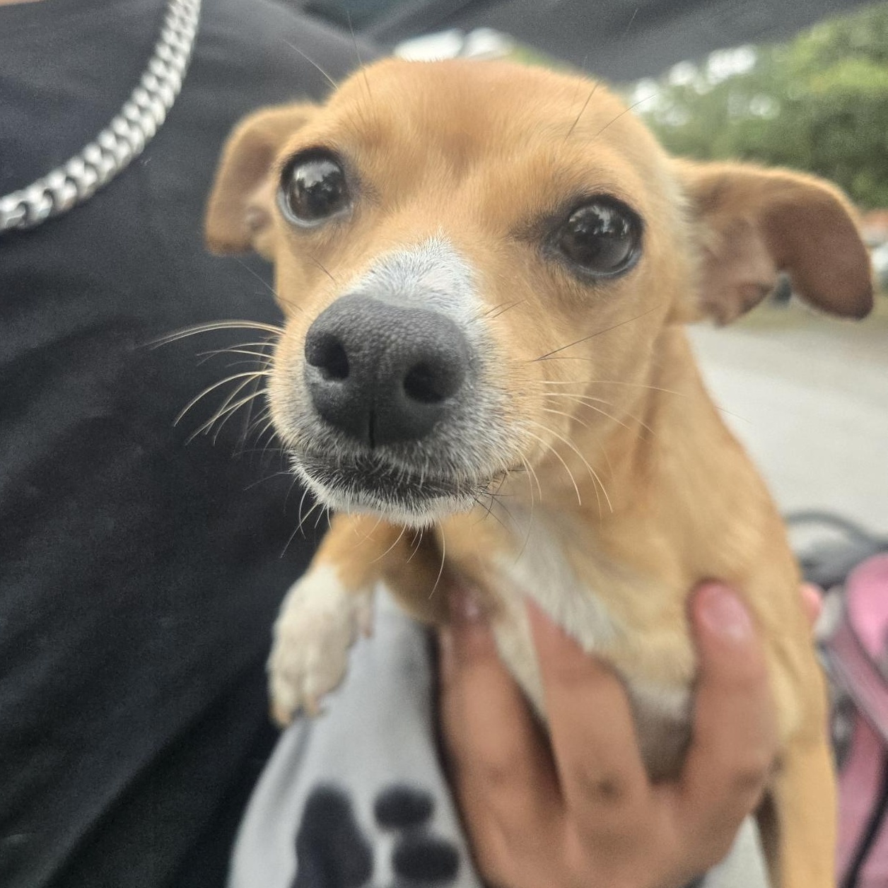 Enlarge Leyssy, an adoptable Chihuahua in Orlando, FL image 2/6