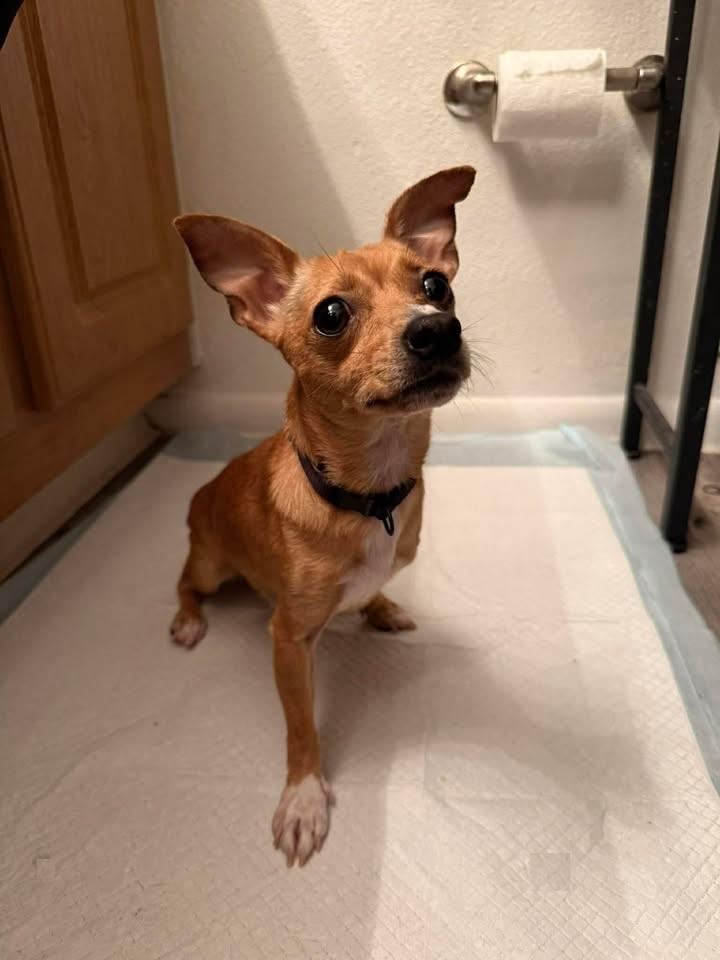 Enlarge Leyssy, an adoptable Chihuahua in Orlando, FL image 3/6