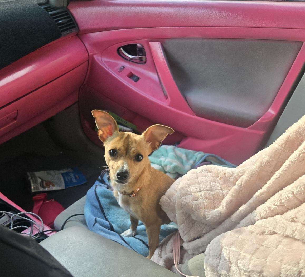 Enlarge Leyssy, an adoptable Chihuahua in Orlando, FL image 6/6