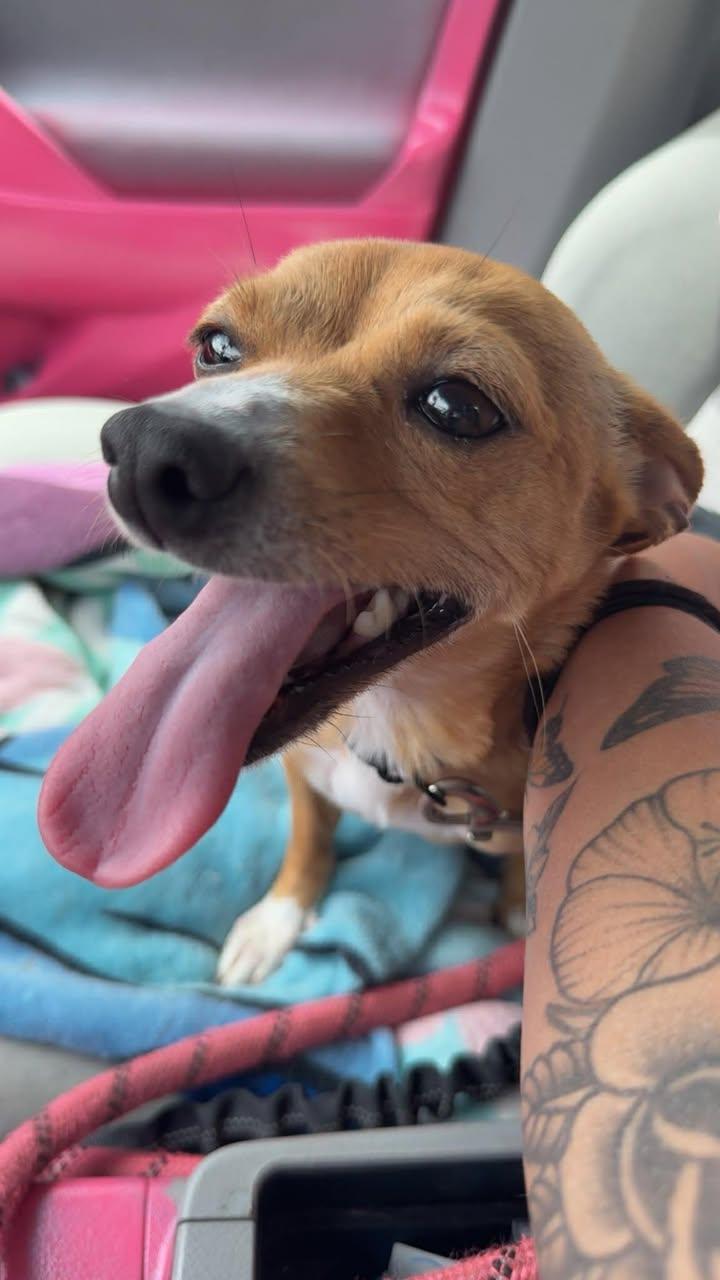 Enlarge Leyssy, an adoptable Chihuahua in Orlando, FL image 5/6