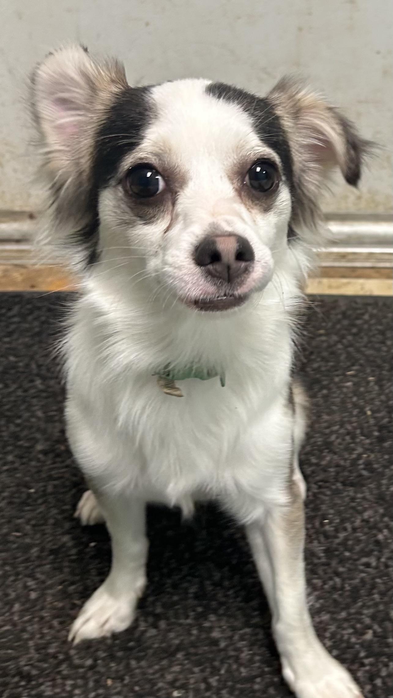 Pedro, adopted, Adult Male Chihuahua.