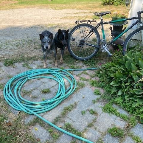Enlarge Bear, a ADOPTABLE Australian Cattle Dog / Blue Heeler in Arundel, ME image 2/5