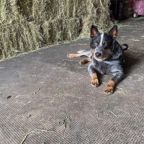 Enlarge Bear, a ADOPTABLE Australian Cattle Dog / Blue Heeler in Arundel, ME image 3/5