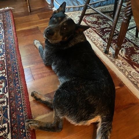 Enlarge Bear, a ADOPTABLE Australian Cattle Dog / Blue Heeler in Arundel, ME image 4/5