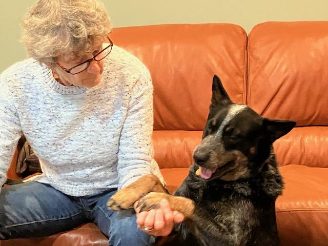 Bear, ADOPTABLE, Adult Male Australian Cattle Dog / Blue Heeler.