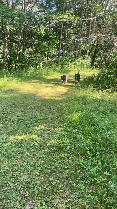 Enlarge Bear, a ADOPTABLE Australian Cattle Dog / Blue Heeler in Arundel, ME video 5/5