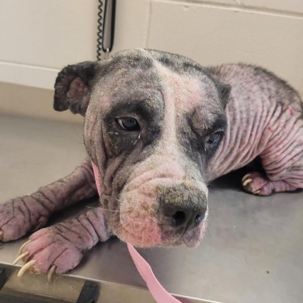 Enlarge Champagne, a Adoptable Mixed Breed in Lake Panasoffkee, FL image 1/1