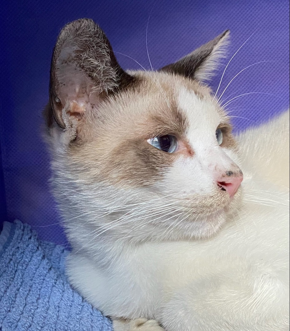 Romeo, Adopted, Kitten Male Siamese.